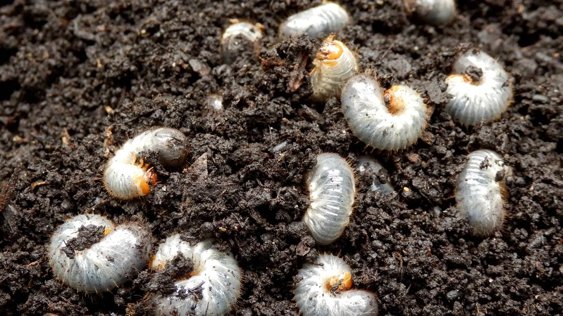 Group of grubs in the dirt crawling and causing damage near Madison, OH.