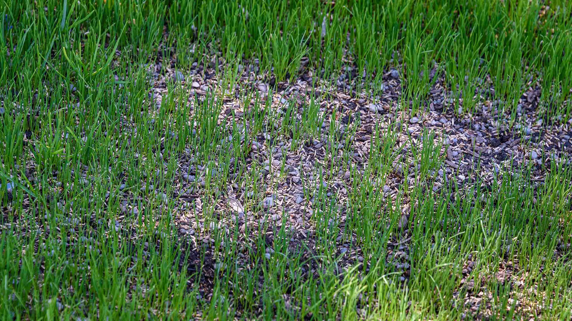 Patchy, bare lawn with overseeding applied in Madison, OH.