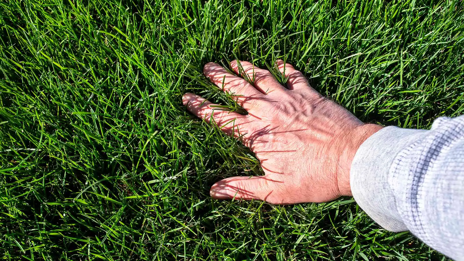 A beautifully healthy, soft lawn of grass being felt by the owner in Madison, OH.