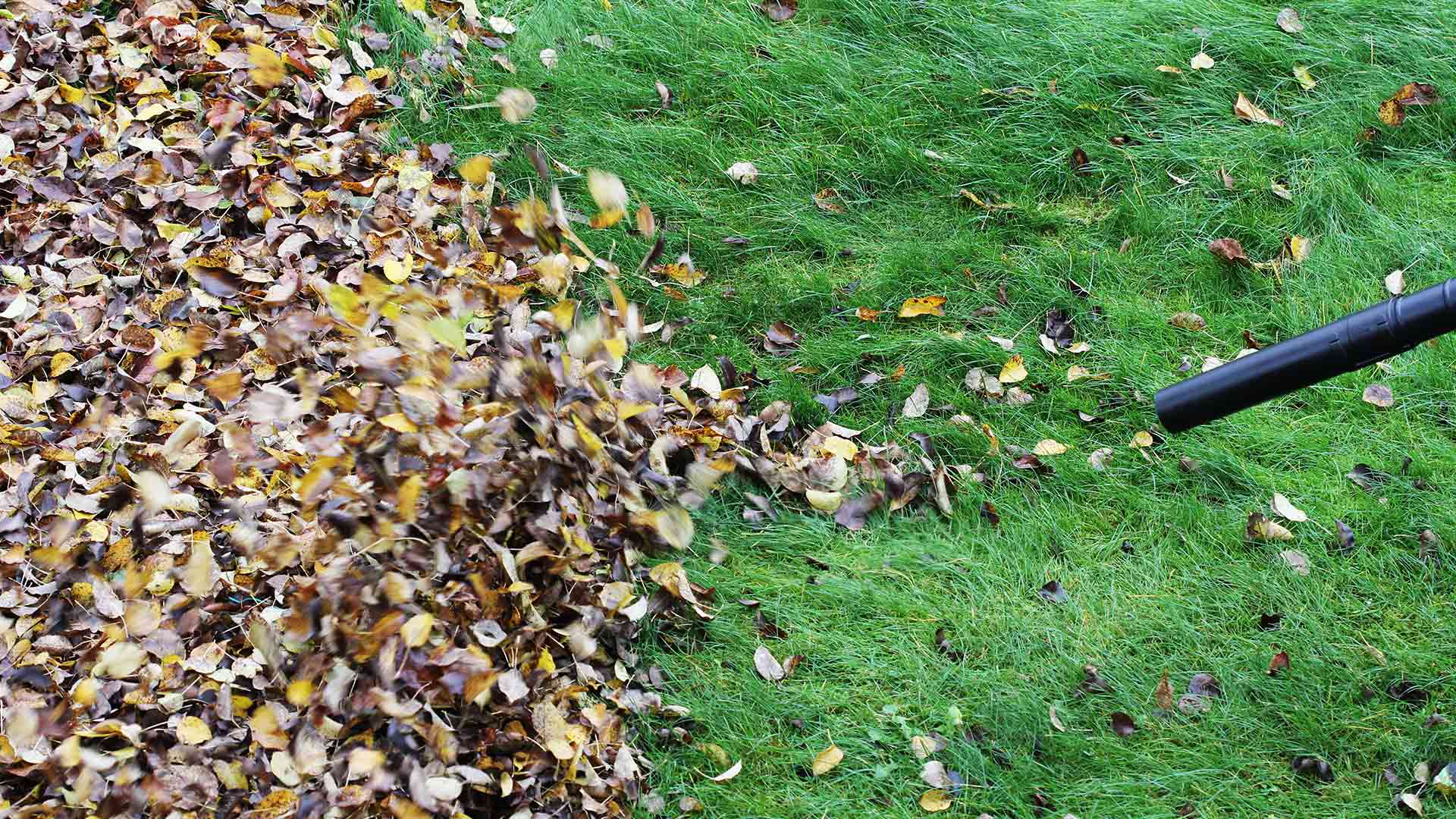 Lawn covered in leaves being blown into a pile to be removed near Madison, OH.