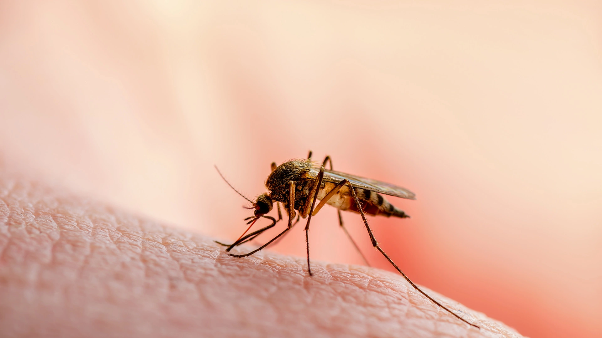 Mosquito biting skin and sucking blood from a property owner near Perry, OH.