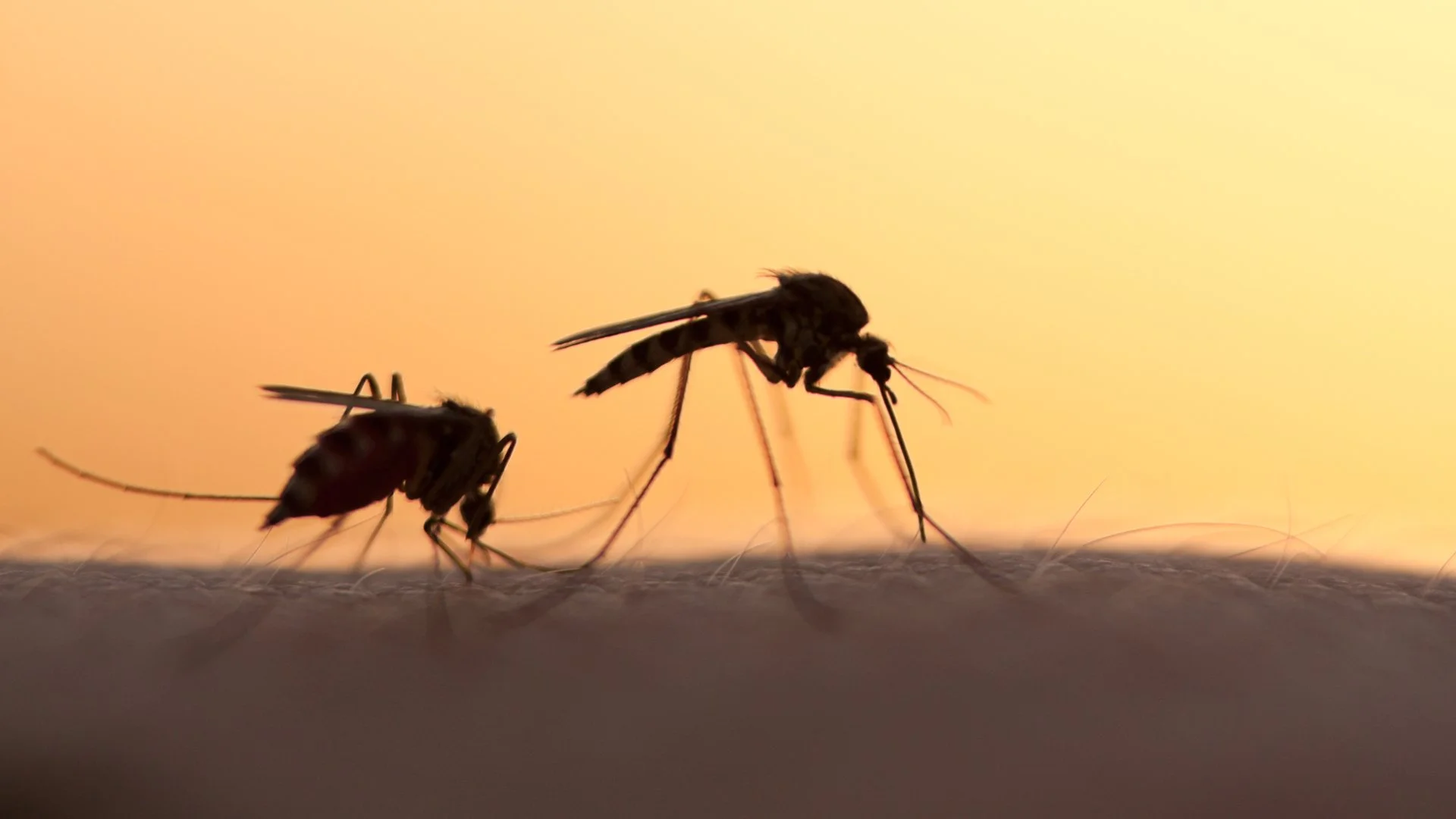Mosquito Season Is Here - How Can You Protect Yourself & Your Family?