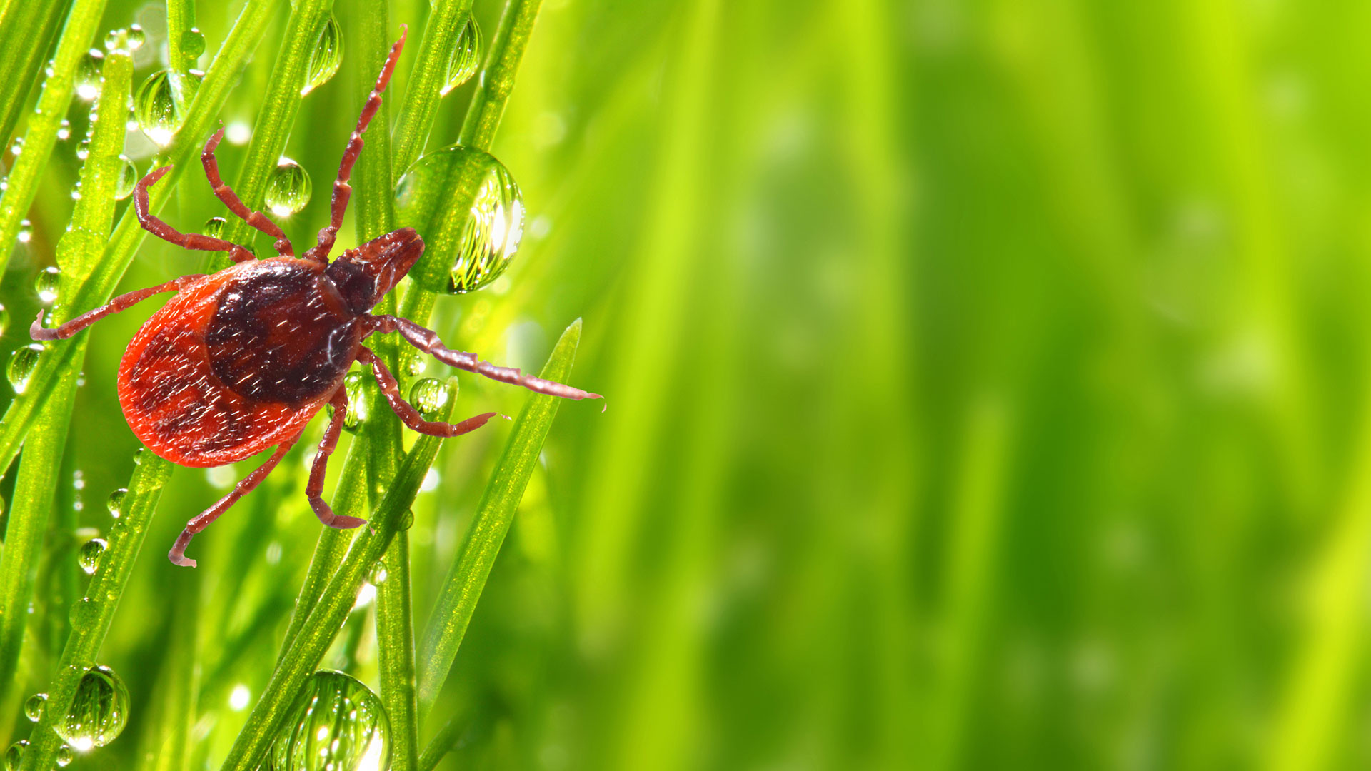 A large red tick crawling on thin blades of grass while the sun rises in Mentor, OH.