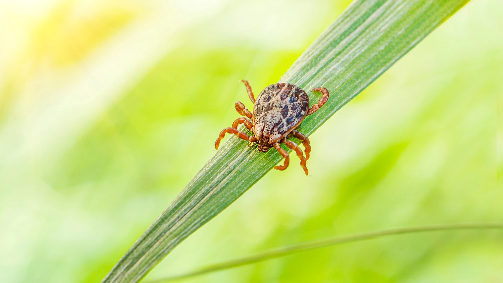 Tick on a grass blade with the sun behind it near Mentor, OH.