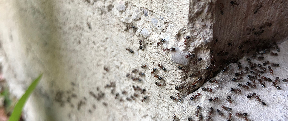 Ants invading a home through a crack in the wall in Perry, OH.
