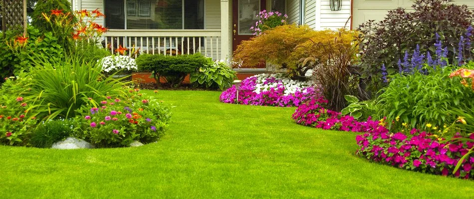 Beautiful Lawn Plants Flowers