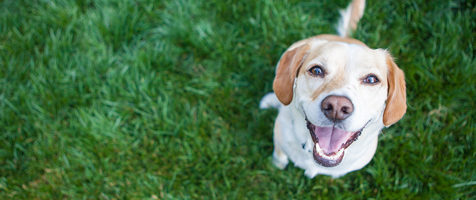 Adorable dog smiling up at the camera on a green healthy lawn in Perry, OH.