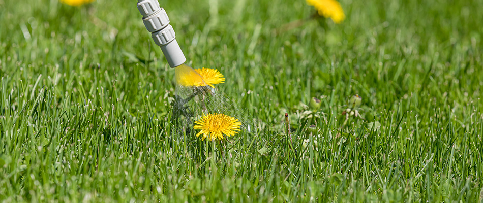 Dandelions being sprayed with weed control on a lawn near Willoughby, OH.