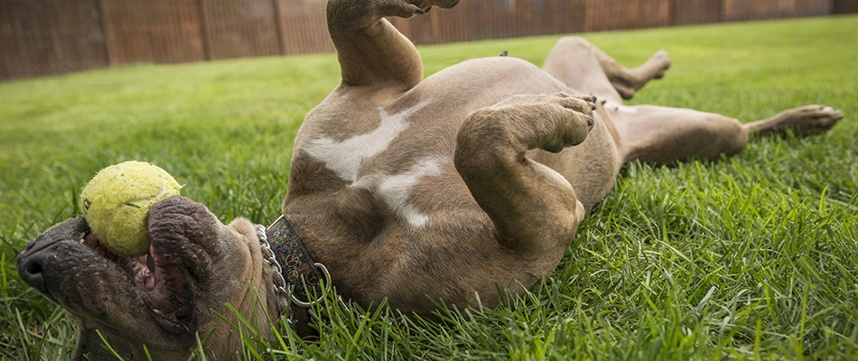 Cute dog playing with a ball and rolling in the grass in Perry, OH.