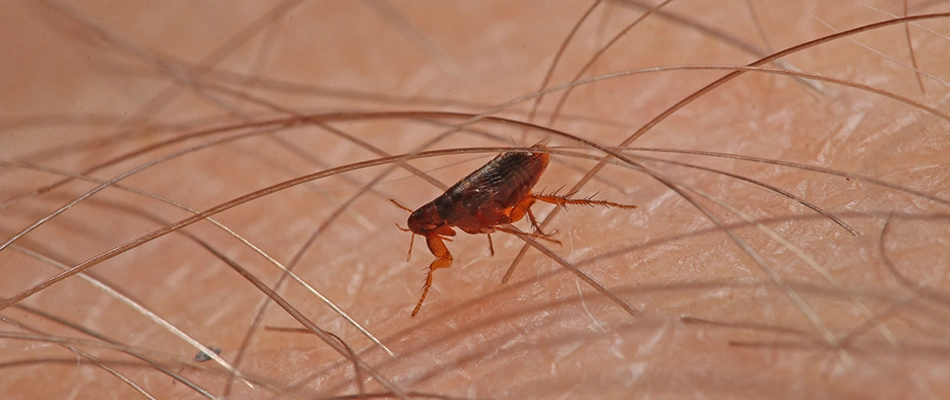 A flea on a home owner's skin crawling beneath the hairs near Mentor, OH.