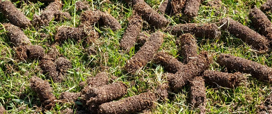 A healthy lawn with short grass and aeration cores in Madison, OH.