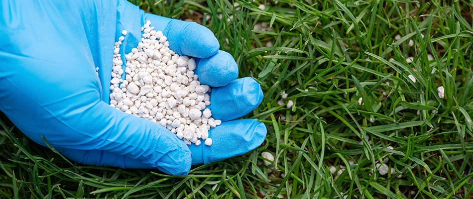 Glove with granular lawn fertilizer in hand on a lawn in Mentor, OH.