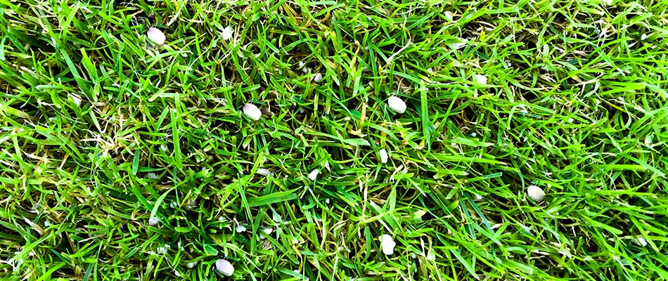 Granular lawn fertilization applied to a green lawn near Jefferson, OH.