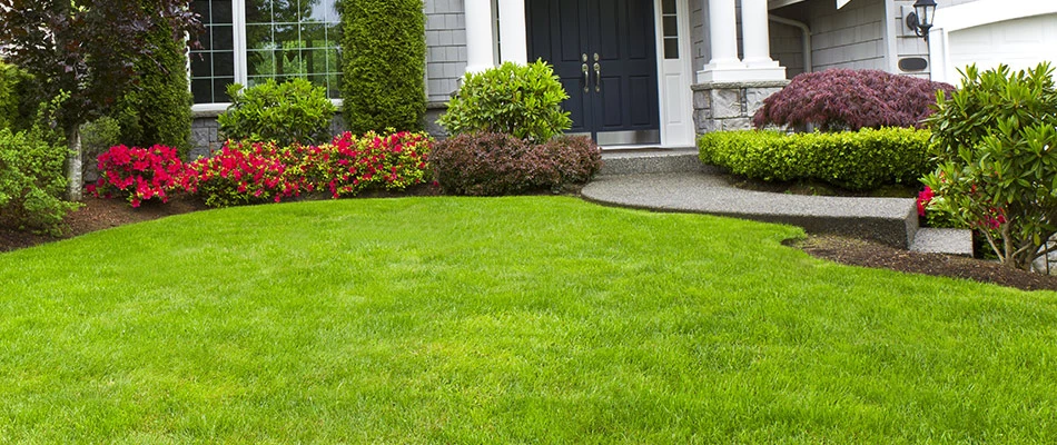 Healthy and thick green lawn recently fertilized near Mentor, OH.