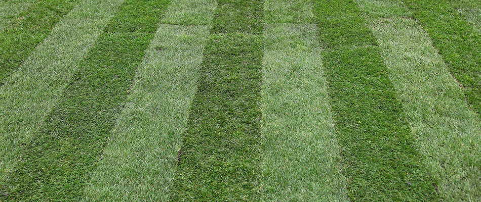 A beautifully maintained lawn with mowing lines in Jefferson, OH.