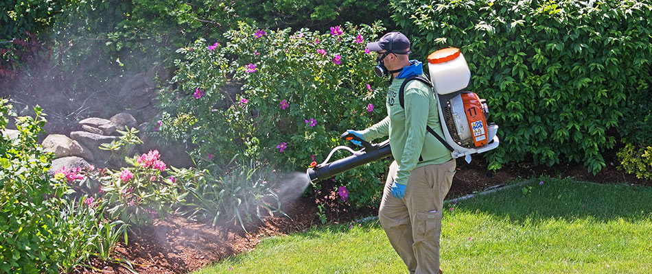 A landscape bed being sprayed by a mosquito control fogger in Perry, OH.