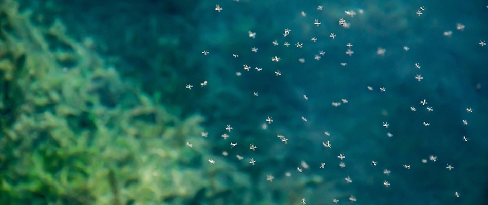 A big group of mosquitos hovering over a pond in Painesville, OH.