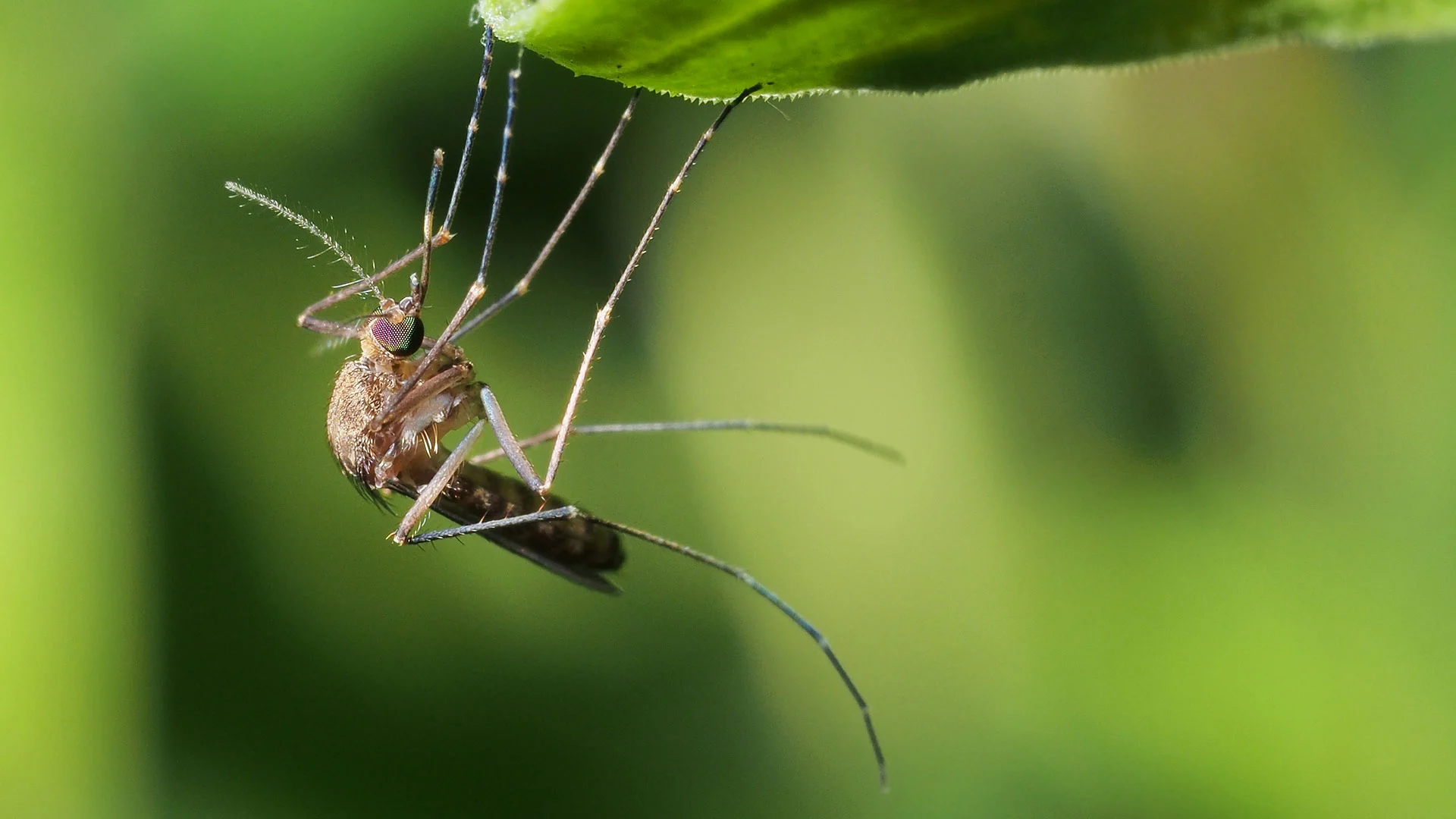 A large mosquito perched upside down on a leaf near Madison, OH.