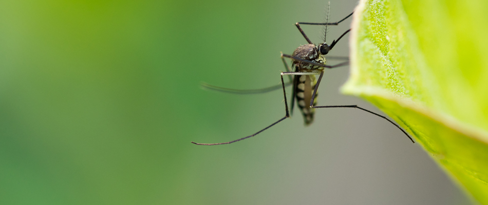 A mosquito found on landscape's plantings in Concord, OH.