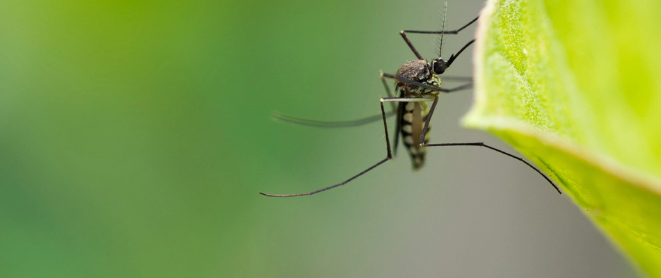A mosquito found on landscape's plantings in Concord, OH.