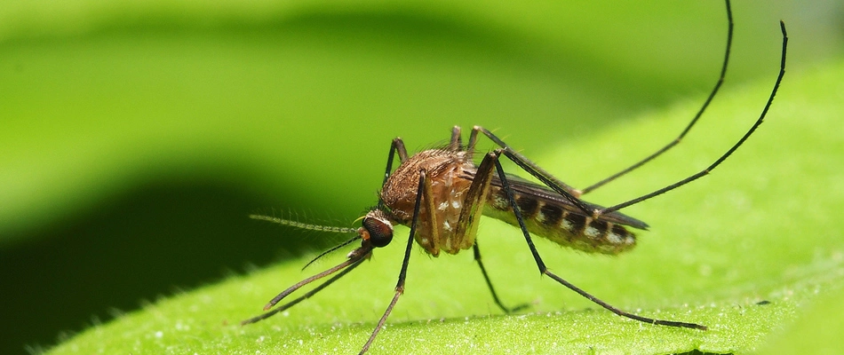 A mosquito landing over a landscape bed in Conneaut, OH.