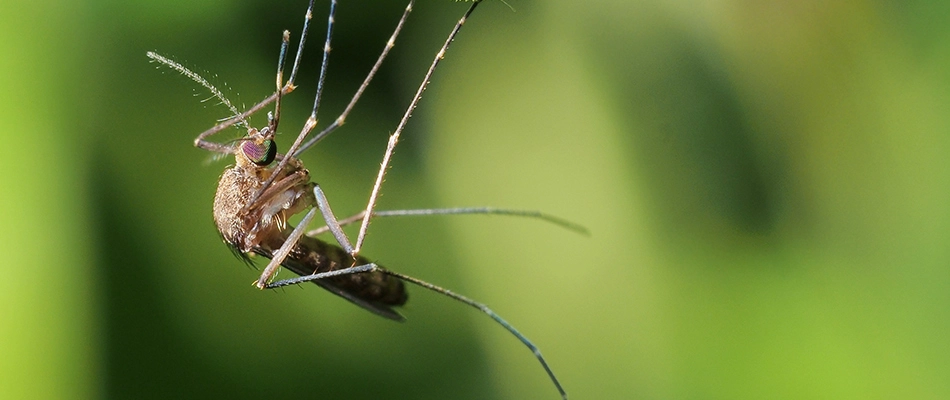 Mosquito up close perched on a leaf upside down around Perry, OH.