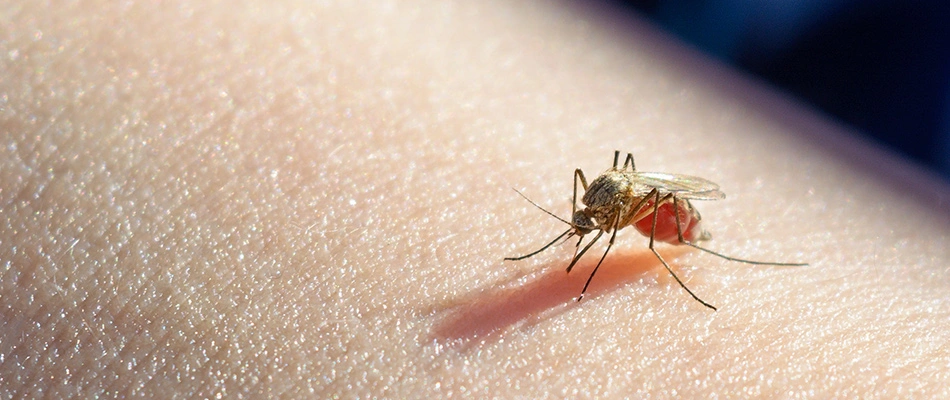 Mosquito sucking blood from an owner's arm in the Perry, Oh area.