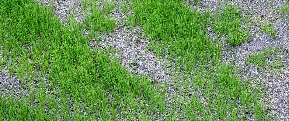 Dying lawn with some healthy green grass remaining with overseeding filling the gaps.