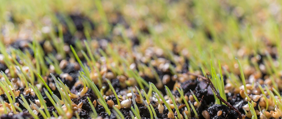 An overseeded lawn growing healthily in Ashtabula, OH.