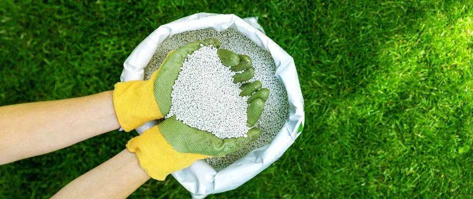Pest Control Services