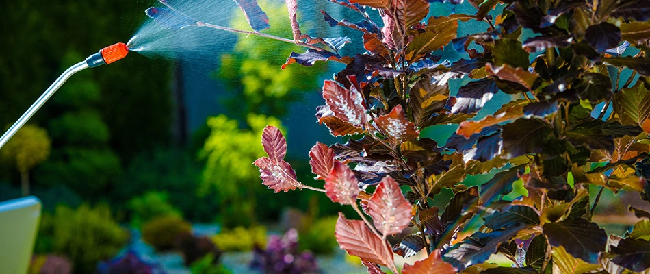 A pest control expert is applying a solution on a landscape bed and tree near Conneaut, OH.