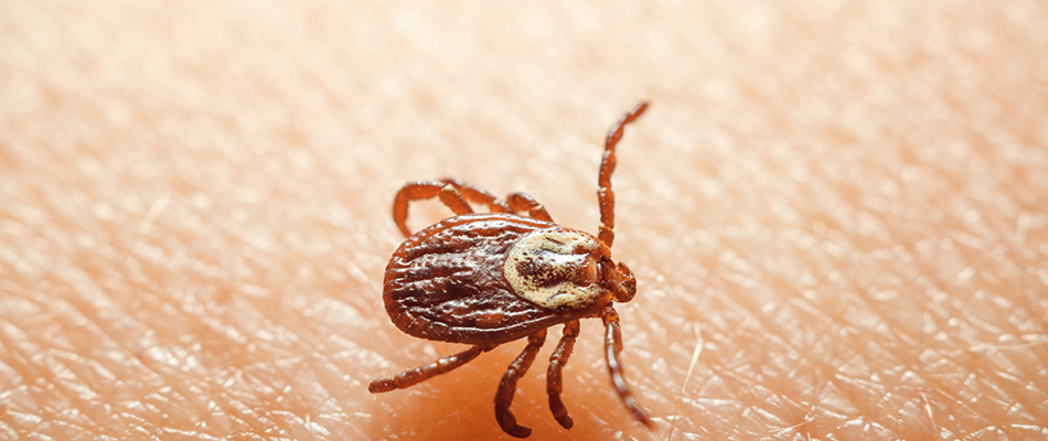 Gross tick crawling on a home owner's skin near Willoughby, OH.