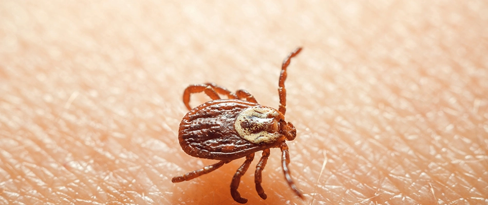 Gross tick crawling on a home owner's skin near Willoughby, OH.