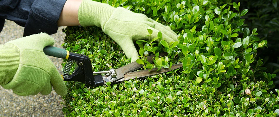 Professional trimming shrubs into a beautiful shape near Madison, OH.