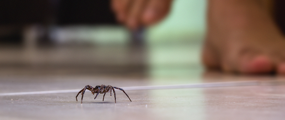 A spider crawling indoors on the floor with the owner walking just behind in Willoughby, OH.