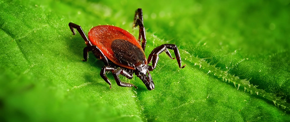 Ugly large dear tick crawling closely on a leaf in Mentor, OH.