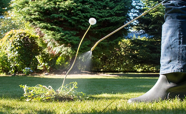 Weed control specialist spraying a dandelion weed on a lawn near Madison, OH.