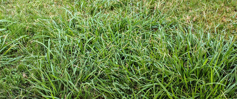 An overgrown lawn with large crabgrass weeds near Mentor, OH.