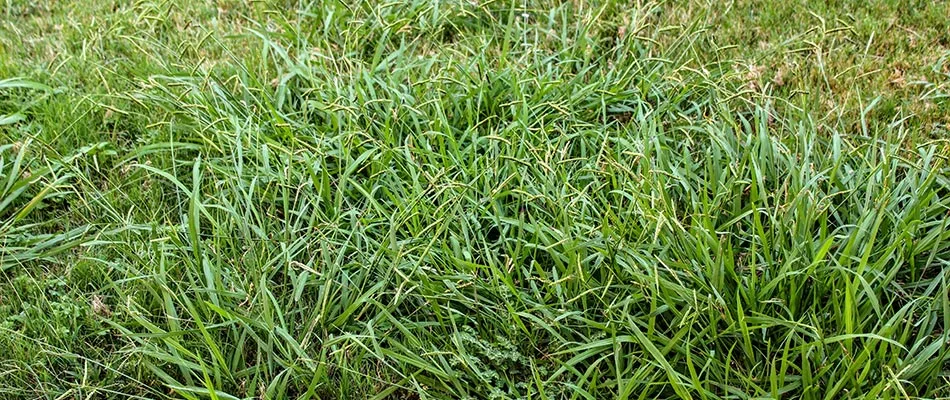 An overgrown lawn with large crabgrass weeds near Mentor, OH.